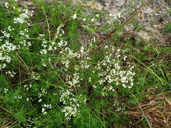 Galium lucidum