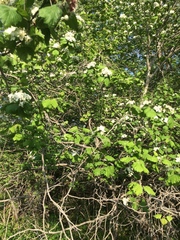 Crataegus coccinioides