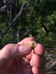 Crataegus coccinioides