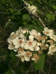 Crataegus coccinioides