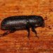 Black Pinebark Beetle - Photo (c) jeffblincow, some rights reserved (CC BY-NC)