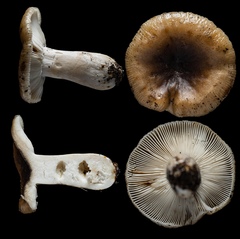 Russula sororia