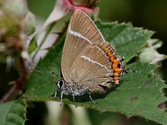 Satyrium w-album