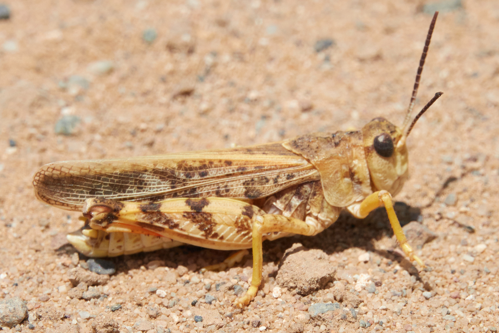 Sticthippus californicus