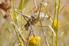 Arethaea brevicauda