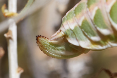 Arethaea brevicauda