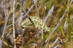 Arethaea brevicauda