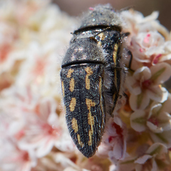 Acmaeodera pubiventris panocheae