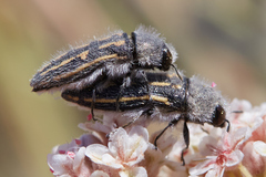 Acmaeodera pubiventris panocheae
