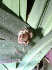 Eleutherodactylus antillensis