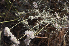 Eriogonum fasciculatum polifolium