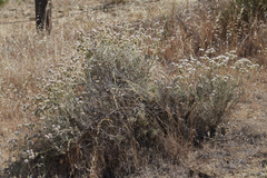 Eriogonum fasciculatum polifolium
