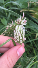 Trifolium vesiculosum