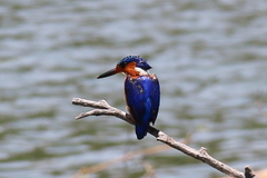 Corythornis vintsioides