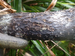 Nestegis montana