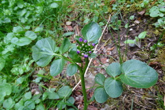 Cardamine raphanifolia raphanifolia
