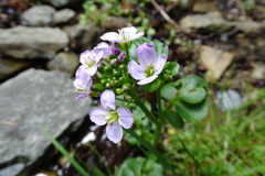 Cardamine raphanifolia raphanifolia