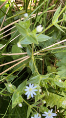 Stellaria littoralis