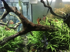 Hyphessobrycon eques