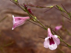 Parasopubia delphiniifolia