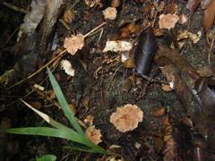 Laccaria glabripes