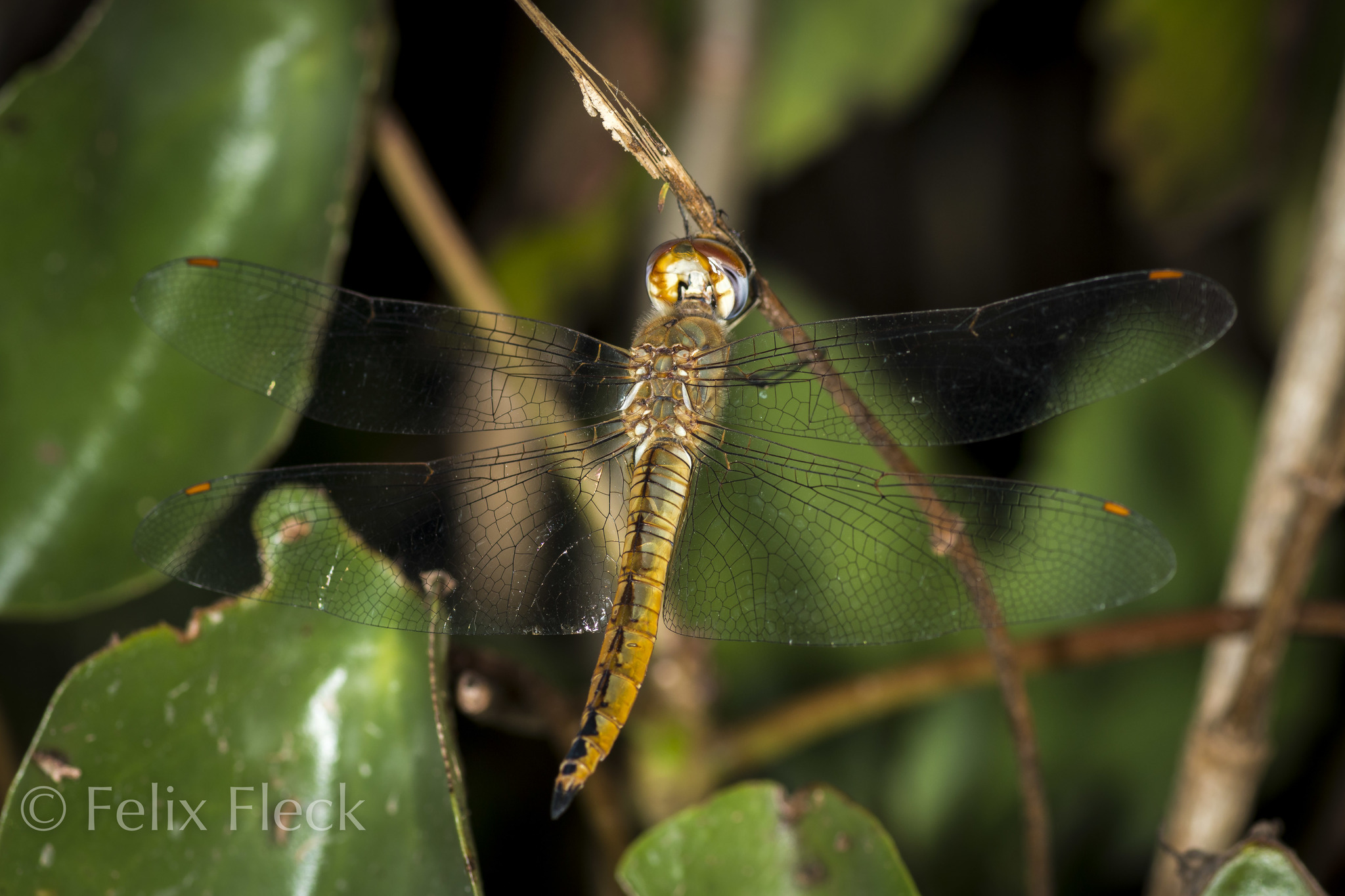 Pantala flavescens image