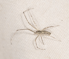 Tetragnatha demissa
