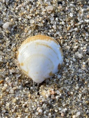 Tucetona