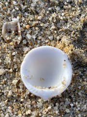 Tucetona