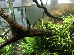 Hyphessobrycon pulchripinnis