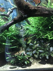 Hyphessobrycon pulchripinnis