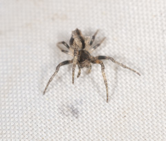 Acroaspis tuberculifera