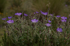 Geranium brycei