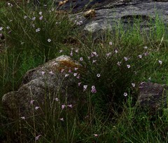 Parasopubia delphiniifolia