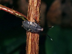 Hemithyrsocera histrio