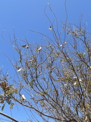Erythrostemon pannosus