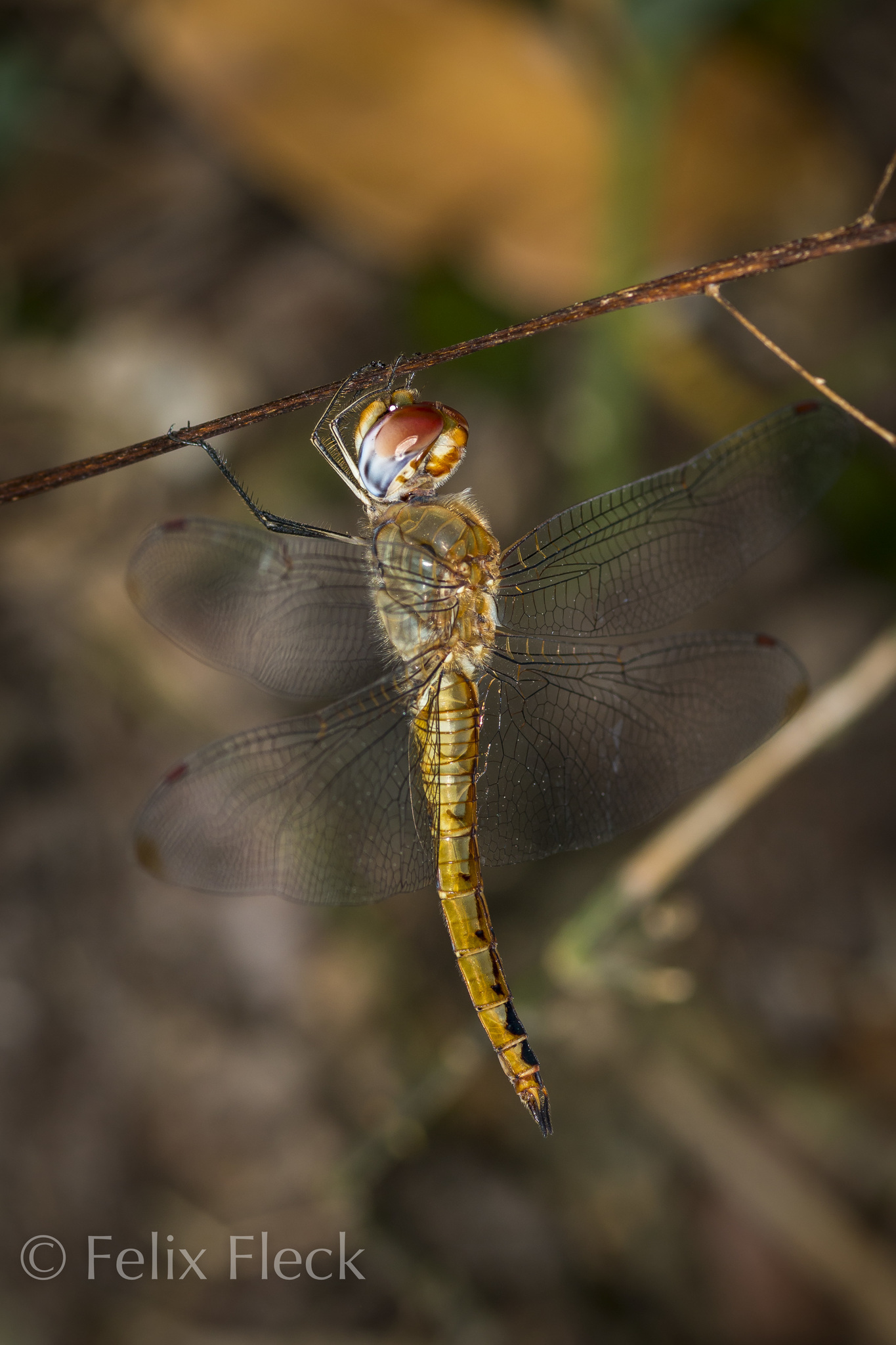 Libellulidae image