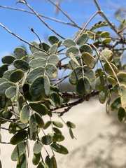 Erythrostemon pannosus