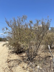 Erythrostemon pannosus
