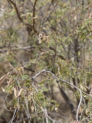 Erythrostemon pannosus
