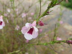Parasopubia delphiniifolia