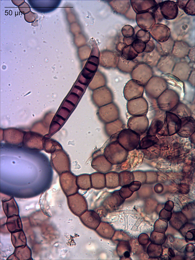 Euantennariaceae