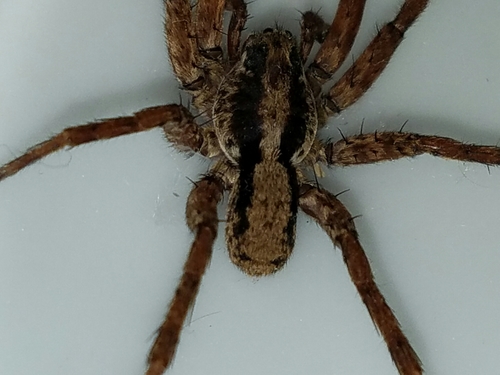 Drumming Sword Wolf Spider photo 3