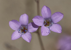 Saltugilia splendens