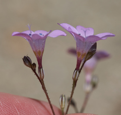 Saltugilia splendens