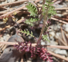 Saltugilia splendens