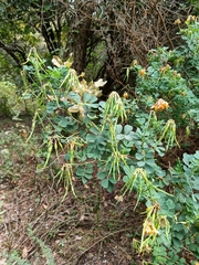 Coronilla valentina glauca