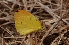 Afrodryas leda