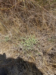 Plagiobothrys canescens