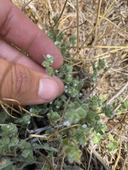 Plagiobothrys canescens